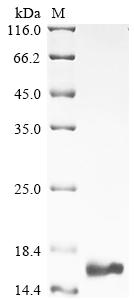 Greater than 90% as determined by SDS-PAGE.