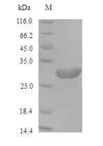 Greater than 90% as determined by SDS-PAGE.