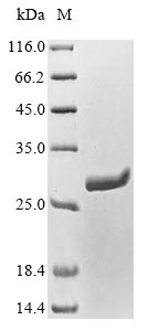 Greater than 90% as determined by SDS-PAGE.