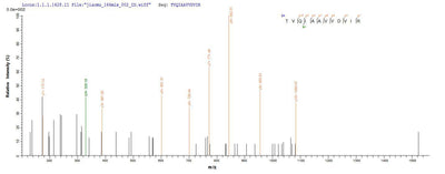 Based on the SEQUEST from database of Yeast host and target protein, the LC-MS/MS Analysis result of this product could indicate that this peptide derived from Yeast-expressed Homo sapiens (Human) PIP.