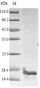 Greater than 90% as determined by SDS-PAGE.