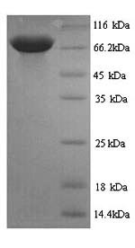 Greater than 90% as determined by SDS-PAGE.