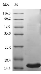 Greater than 90% as determined by SDS-PAGE.