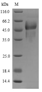 Greater than 85% as determined by SDS-PAGE.