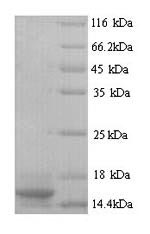 Greater than 90% as determined by SDS-PAGE.