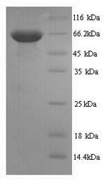 Greater than 90% as determined by SDS-PAGE.