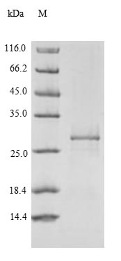 Greater than 90% as determined by SDS-PAGE.