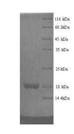 Greater than 90% as determined by SDS-PAGE.