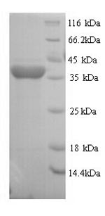 Greater than 90% as determined by SDS-PAGE.