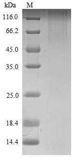 Greater than 90% as determined by SDS-PAGE.