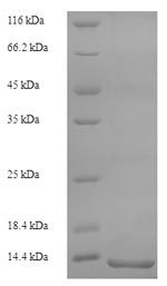 Greater than 90% as determined by SDS-PAGE.