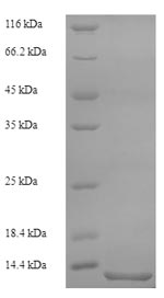 Greater than 90% as determined by SDS-PAGE.