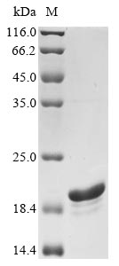 Greater than 90% as determined by SDS-PAGE.