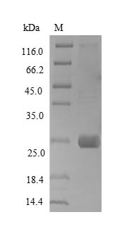 Greater than 90% as determined by SDS-PAGE.