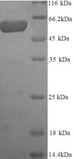 Greater than 90% as determined by SDS-PAGE.