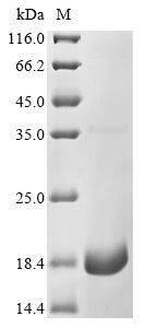 Greater than 90% as determined by SDS-PAGE.