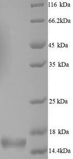 Greater than 90% as determined by SDS-PAGE.