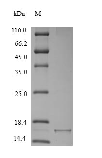 Greater than 90% as determined by SDS-PAGE.