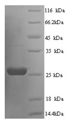 Greater than 90% as determined by SDS-PAGE.