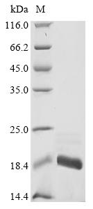 Greater than 90% as determined by SDS-PAGE.