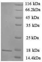 Greater than 90% as determined by SDS-PAGE.