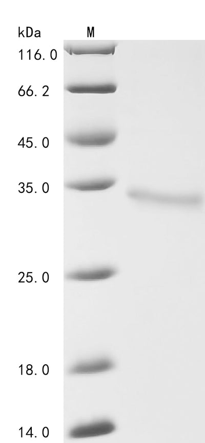 Greater than 90% as determined by SDS-PAGE.