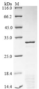 Greater than 85% as determined by SDS-PAGE.