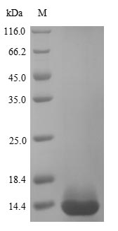 Greater than 90% as determined by SDS-PAGE.