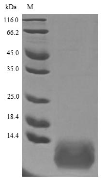 Greater than 90% as determined by SDS-PAGE.