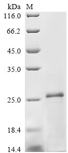 Greater than 85% as determined by SDS-PAGE.