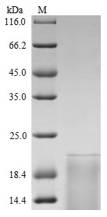 Greater than 90% as determined by SDS-PAGE.