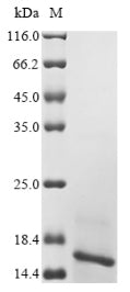 Greater than 90% as determined by SDS-PAGE.