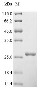 Greater than 90% as determined by SDS-PAGE.