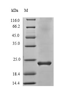 Greater than 90% as determined by SDS-PAGE.