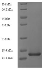 Greater than 90% as determined by SDS-PAGE.