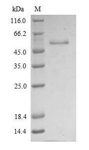 Greater than 90% as determined by SDS-PAGE.