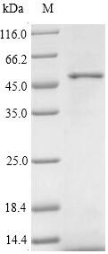 Greater than 90% as determined by SDS-PAGE.