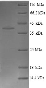 Greater than 90% as determined by SDS-PAGE.