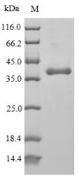 Greater than 90% as determined by SDS-PAGE.