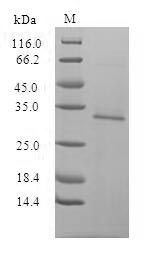 Greater than 90% as determined by SDS-PAGE.