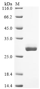 Greater than 90% as determined by SDS-PAGE.