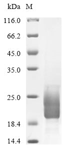 Greater than 85% as determined by SDS-PAGE.