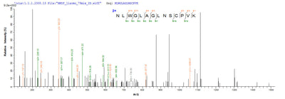 Based on the SEQUEST from database of Yeast host and target protein, the LC-MS/MS Analysis result of this product could indicate that this peptide derived from Yeast-expressed Macaca fascicularis (Crab-eating macaque) (Cynomolgus monkey) IL4.