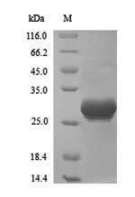 Greater than 90% as determined by SDS-PAGE.