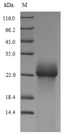 Greater than 90% as determined by SDS-PAGE.