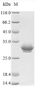 Greater than 90% as determined by SDS-PAGE.