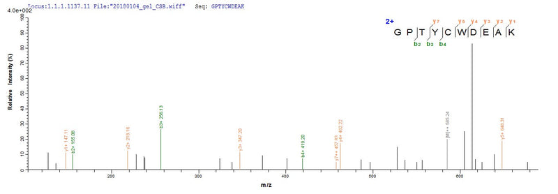 Based on the SEQUEST from database of Yeast host and target protein, the LC-MS/MS Analysis result of this product could indicate that this peptide derived from Yeast-expressed Scytonema varium N/A.