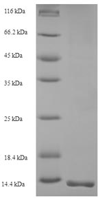 Greater than 90% as determined by SDS-PAGE.