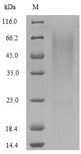 Greater than 90% as determined by SDS-PAGE.