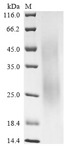 Greater than 85% as determined by SDS-PAGE.